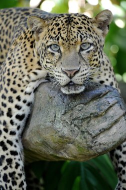 leopar
