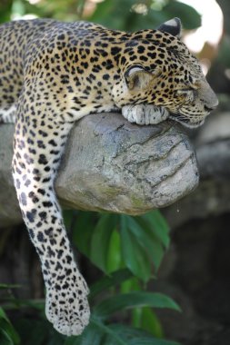 leopar