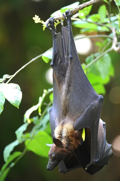 Flying fox — Stockfoto