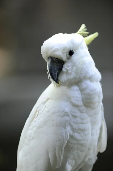 Vit papegoja — Stockfoto