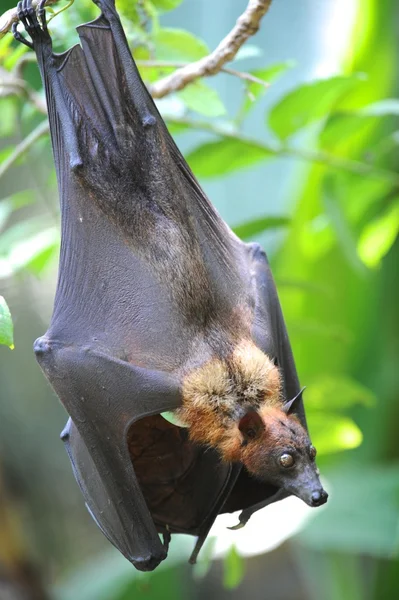 Zorro volador — Foto de Stock