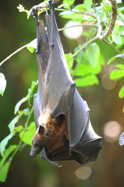 Flying fox — Stockfoto