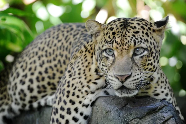 Leopard — Stockfoto