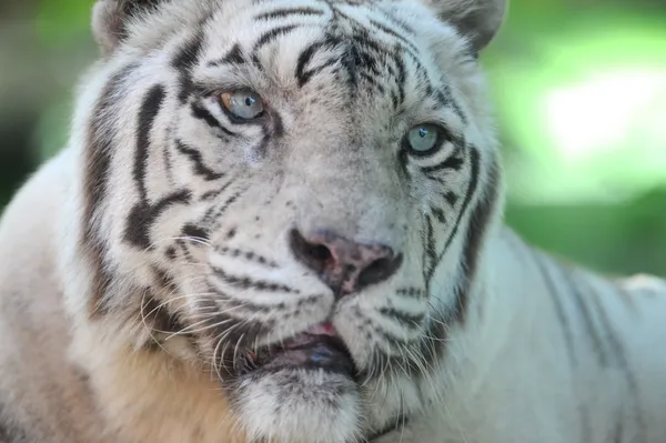 Witte tijger — Stockfoto