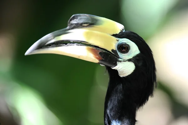 Hornbill — Stockfoto