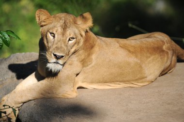 Aslan