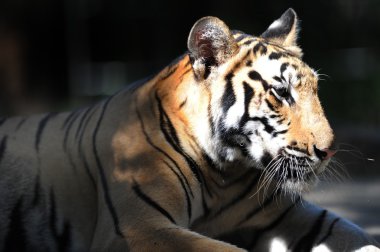 Bengaalse tijger