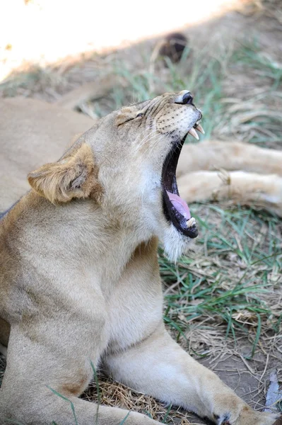 Leone. — Foto Stock