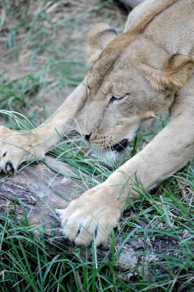 León. — Foto de Stock