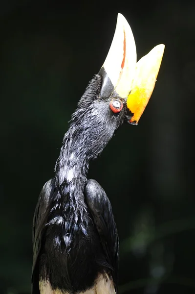 Hornbill — Stockfoto