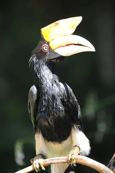 Hornbill — Stock Photo, Image