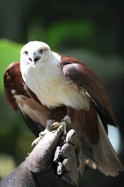 Falco di mare — Foto Stock
