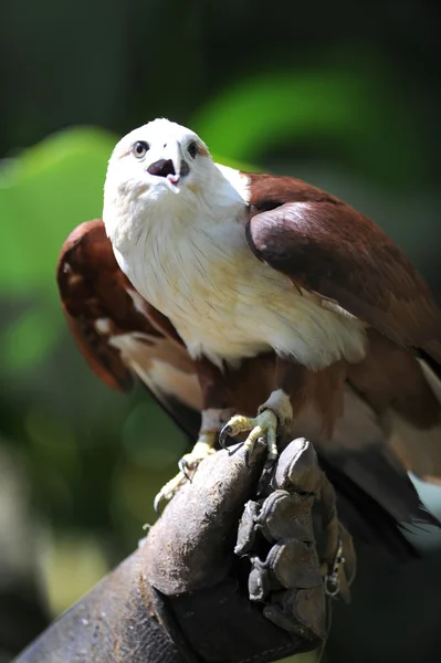 Sea Hawk — Stock Photo, Image