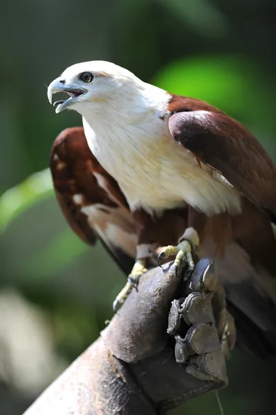 Falco di mare — Foto Stock