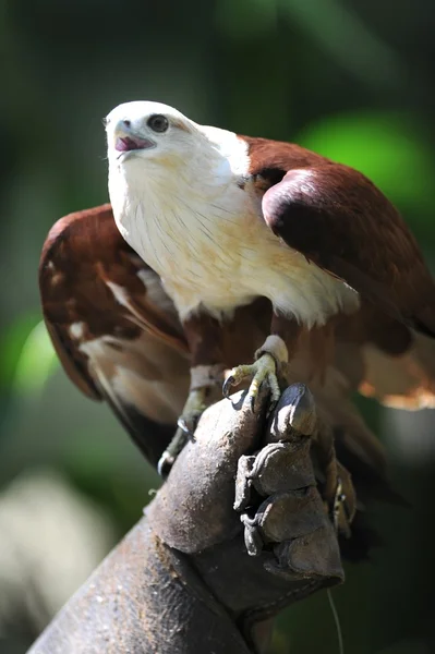 Falco di mare — Foto Stock