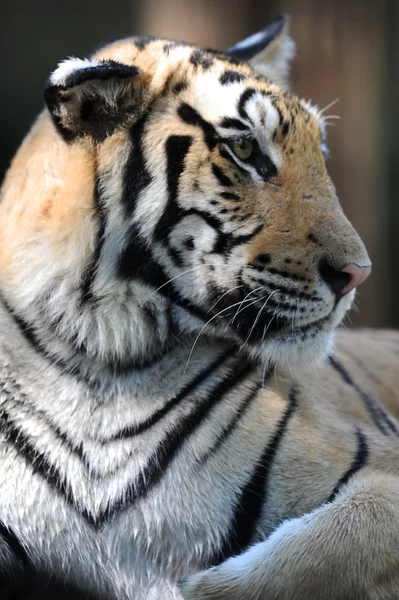 Tigre de Bengala —  Fotos de Stock