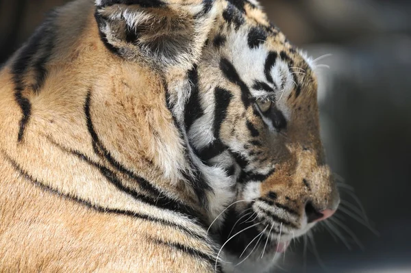 Bengaalse tijger — Stockfoto