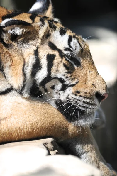 Bengaalse tijger — Stockfoto