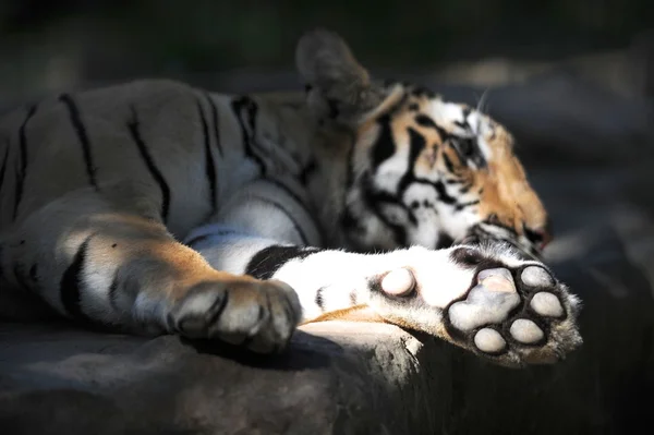 Tigre de bengala — Fotografia de Stock