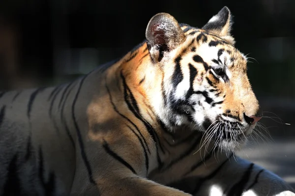 Bengalisk tiger — Stockfoto