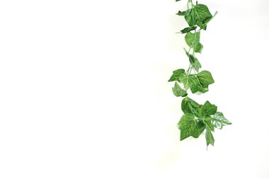 Yapay bir sarmaşık sarmaşığının stüdyo fotoğrafı.