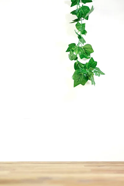 Una Foto Studio Vitigno Artificiale Interno Ivy — Foto Stock