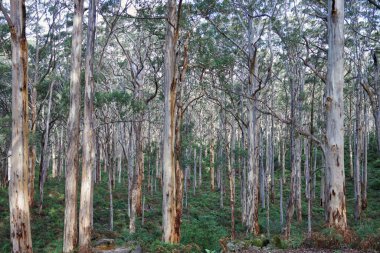 Avustralya doğumlu bir çalılığın fotoğrafı.