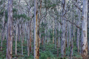 Avustralya doğumlu bir çalılığın fotoğrafı.