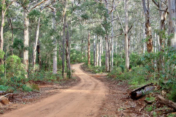 Una Foto Fondo Matorrales Nativos Australianos —  Fotos de Stock