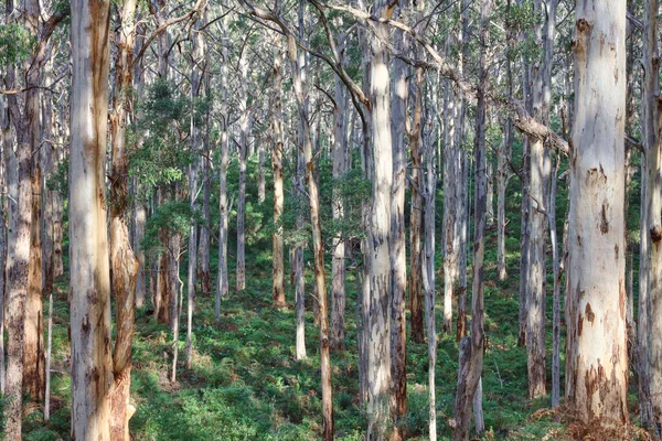 Uma Foto Fundo Arbusto Nativo Australiano — Fotografia de Stock