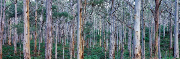 Una Foto Fondo Matorrales Nativos Australianos —  Fotos de Stock