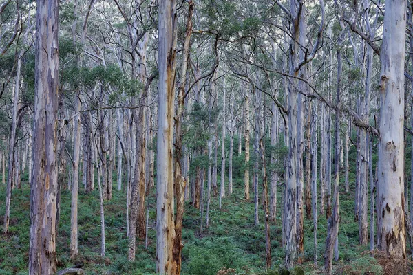 Una Foto Fondo Matorrales Nativos Australianos —  Fotos de Stock