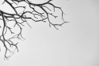 Bir yılbaşı ağacının stüdyo fotoğrafı.