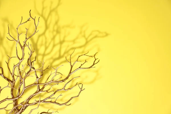 Studio Photo Christmas Tree Branch — Stock Photo, Image