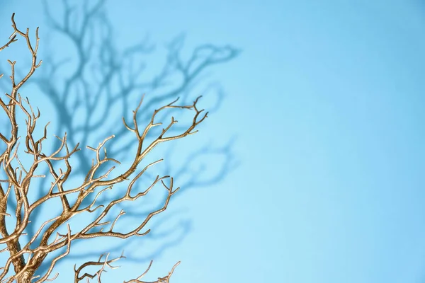 Una Foto Estudio Una Rama Árbol Navidad —  Fotos de Stock