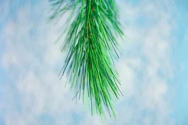 Ein Atelierfoto Eines Weihnachtsbaumzweiges — Stockfoto