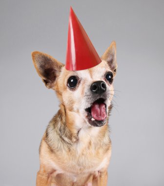 Gri arka planda bir chihuahua