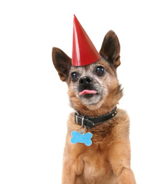 Gri arka planda bir chihuahua