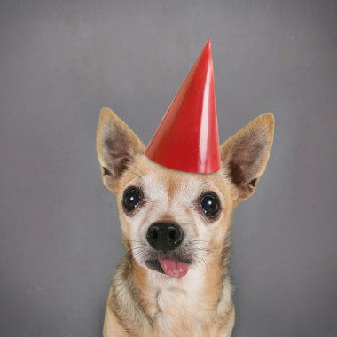 bir köpeğin önünde boş yazı tahtası