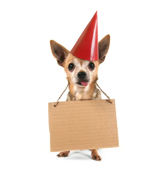A goofy chihuahua holding a sign — Stock Photo, Image
