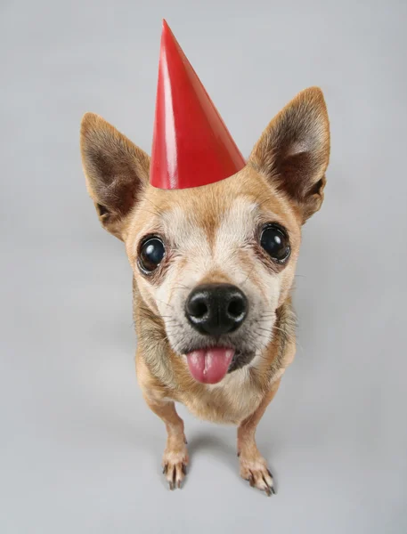 Ein niedlicher Chihuahua auf grauem Hintergrund — Stockfoto