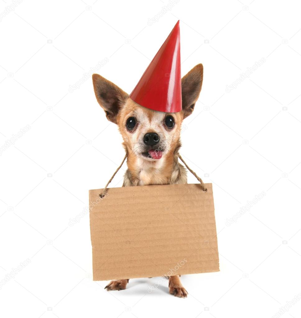 a goofy chihuahua holding a sign