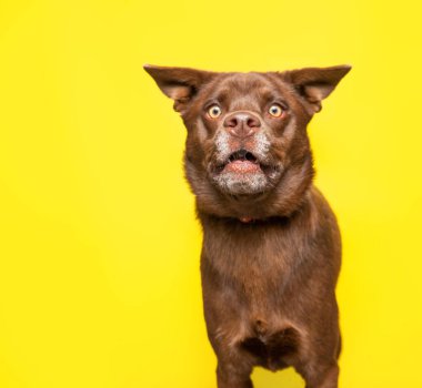 İzole edilmiş bir arka planda şirin bir köpeğin stüdyo çekimi.