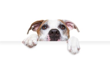 İzole edilmiş bir arka planda beyaz bir sig tutan şirin bir köpeğin stüdyo fotoğrafı.