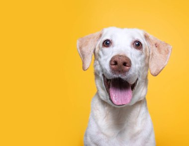 İzole edilmiş bir arka planda şirin bir köpeğin stüdyo çekimi. 