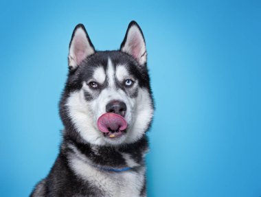 İzole edilmiş bir arka planda şirin bir köpeğin stüdyo çekimi. 