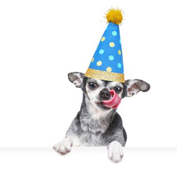 İzole edilmiş bir arka planda, elinde beyaz bir tabela tutan şirin bir köpeğin stüdyo fotoğrafı.