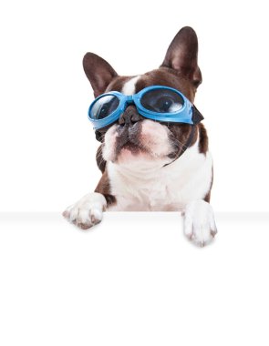 İzole edilmiş bir arka planda, elinde beyaz bir tabela tutan şirin bir köpeğin stüdyo fotoğrafı.