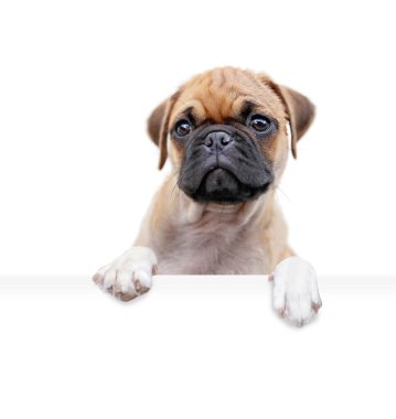 İzole edilmiş bir arka planda, elinde beyaz bir tabela tutan şirin bir köpeğin stüdyo fotoğrafı.