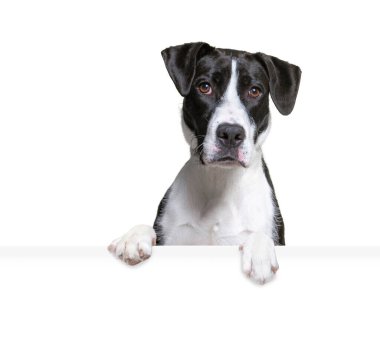 İzole edilmiş bir arka planda elinde bir tabela tutan şirin bir köpeğin stüdyo fotoğrafı.